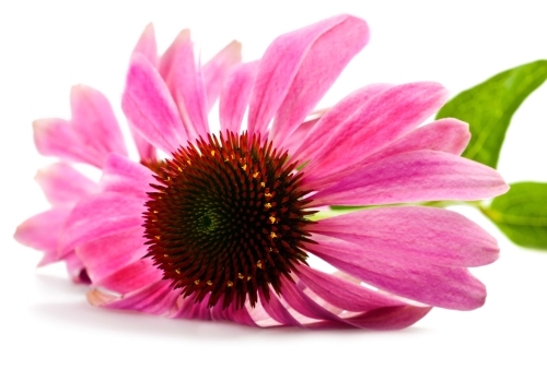 Echinacea (Echinacea purpurea)